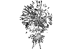 Feuerwerk 2 *